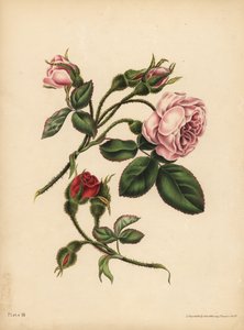 Boccioli di rosa muschiata rosa e scarlatta, Bellezza, amore e poesia da Unbekannt