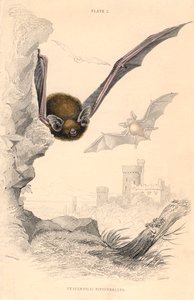 Pipistrello Pipistrellus pipistrellus