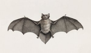 Pipistrello Pipitrelle, pipistrelli in Egitto da Unbekannt