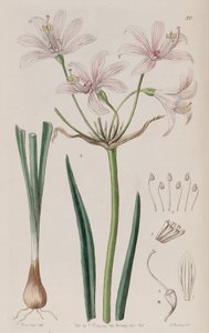 Placea ornata da Unbekannt