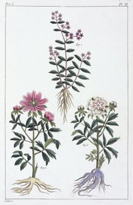 Piante medicinali, Cina da Unbekannt
