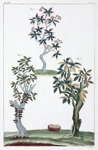 Piante medicinali, Cina da Unbekannt
