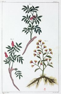 Piante medicinali, Cina da Unbekannt