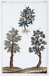 Piante medicinali, Cina da Unbekannt