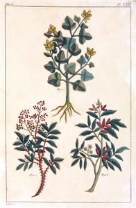 Piante medicinali, Cina da Unbekannt