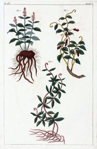 Piante medicinali, Cina da Unbekannt