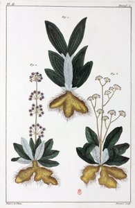 Piante medicinali, Cina da Unbekannt