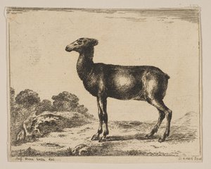 Tavola 15: cerva, da Vari animali Diversi animali, dopo il 1641