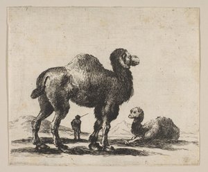 Tavola 17: cammelli, da Vari animali