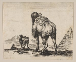 Tavola 18: cammello visto da dietro con piramide a destra, da Vari animali Di..., dopo 1641 da Unbekannt