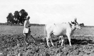 Aratura in India, 1917 da Unbekannt