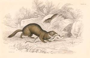 Furetto Mustela putorius, membro della famiglia delle donnole da Unbekannt
