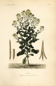 Colza polacca o pianta di olio di colza da Unbekannt
