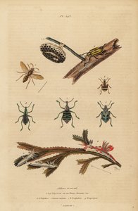 Polistes gallicus, vespa di carta e nido, punteruolo blu, Eupholus schoenherri, punteruolo delle radici, Diaprepes abbreviatus, nudibranchi Polycera, Ancula gibbosa, ancula atlantica, su alghe da Unbekannt