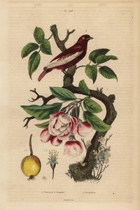Cotinga pompadour, Xipholena punicea, su un melo, Malus pumila, frutta, fiori da Unbekannt