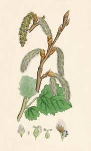 Populus canescens. Pioppo grigio, XIX secolo da Unbekannt