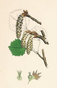 Populus tremula. Pioppo tremulo, XIX secolo da Unbekannt