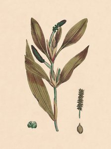 Potamogeton rufescens. Erba rossa, XIX secolo da Unbekannt