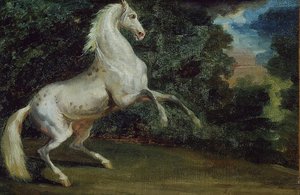 Cavallo Impennato da Unbekannt