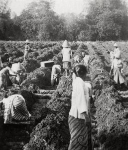 Preparazione dei canali di irrigazione in una piantagione di zucchero, Giava, Indie orientali olandesi, 1927 da Unbekannt
