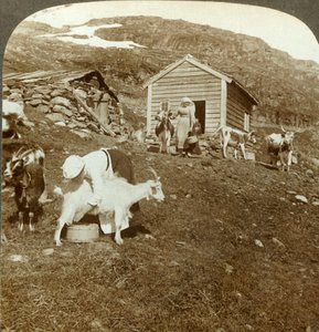 Ragazze norvegesi che accudiscono mucche e capre sui monti Haukeli, Norvegia, c1905