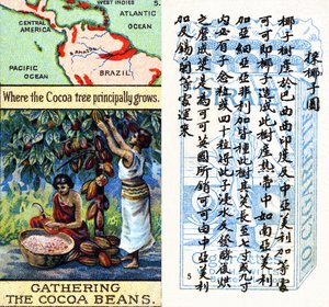 Principali aree di produzione del cacao, dalla serie di carte da sigaretta 