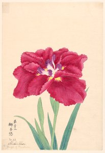Stampa, Rabbia del leone (Shishi-Ikari), n. 22 da Unbekannt