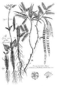 Prosopis Aculeata, 1799 da Unbekannt