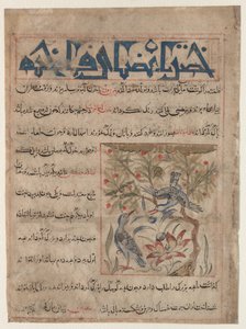 Qualità delle tortore recto, sui benefici delle quaglie verso..., c. 1300 da Unbekannt