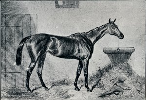 Regina Bertha, XIX secolo, 1911 da Unbekannt