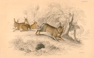 Coniglio Oryctolagus cuniculus, 1828 da Unbekannt