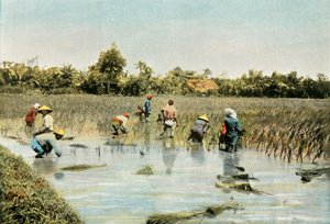 Raccolta del riso, 1900 da Unbekannt