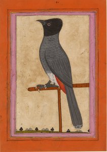 Bulbul Ventrearossa, inizio XIX secolo da Unbekannt