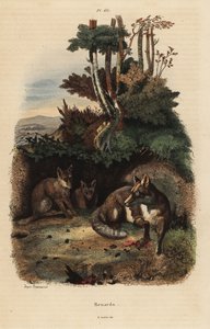 Volpi rosse fuori da una tana