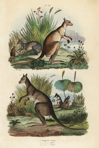 Canguro rosso, Macropus rufus, canguro grigio orientale, Macropus giganteus, e wallaby scuro, Thylogale brunii da Unbekannt