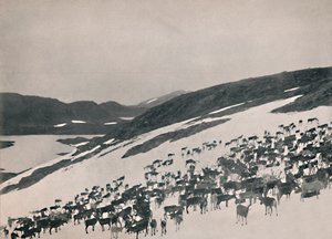 Renna sulle montagne, 1914 da Unbekannt