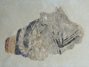 Resti di un quadrupede da Sant Joan de Boí da Unbekannt