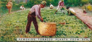 Rimozione delle piante di tabacco dal letto, 1926 da Unbekannt