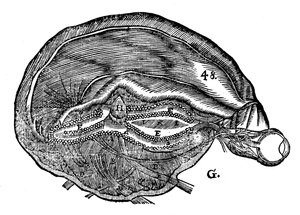 Diagramma del cervello umano e dell