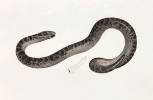 Rettili: un serpente del Delta Libro: 