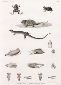 Rettili: serie di illustrazioni di rettili da Unbekannt
