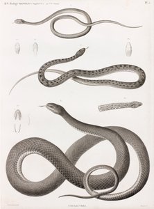 Rettili: serie di illustrazioni di serpenti da Unbekannt