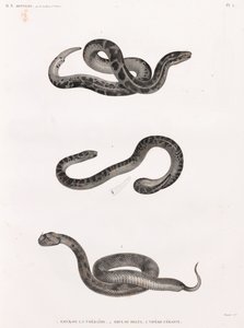Rettili: serpenti