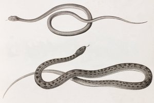 Rettili: due immagini ravvicinate di illustrazioni di serpenti da Unbekannt