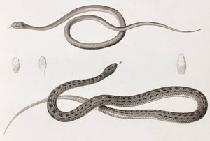 Rettili: due immagini ravvicinate di illustrazioni di serpenti