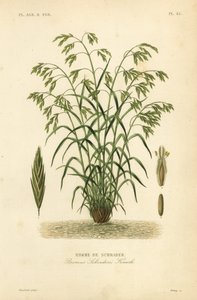 Erba di salvataggio, o bromo di Schrader, Bromus catharticus, Bromus schraderi