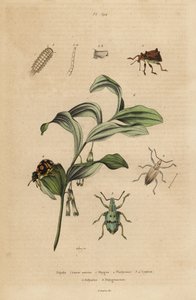 Weevil Rhigus, Platyoma e Cyphus, millepiedi ispido, Polyxenus lagers e sigillo di re Salomone, Polygonatum odoratum da Unbekannt