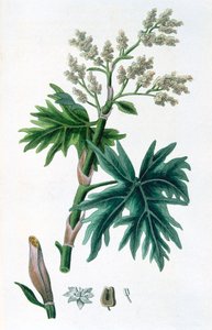 Rabarbaro, 1823
