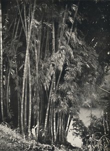 Riesenbambus Dendrocalamus giganteus a Peradeniya presso Kandy, 1926 da Unbekannt