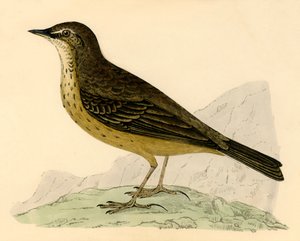 Pipit rock, fine XIX secolo